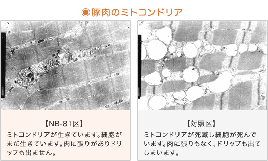 『豚肉のミトコンドリアの比較』【NB-81区】ミトコンドリアが生きています。細胞がまだ生きています。肉に張りがありドリップも出ません。【対照区】ミトコンドリアが死滅し細胞が死んでいます。肉に張りもなく、ドリップも出てしまいます。